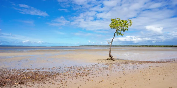 One Single Mangrove Tree Growing Shoreline Great Sandy Strait Poona — Foto de Stock
