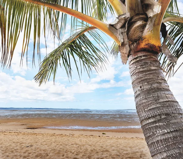 Conceptual Image Palm Tree Close Beach Tropical Scene Representing Calm — Stock Photo, Image