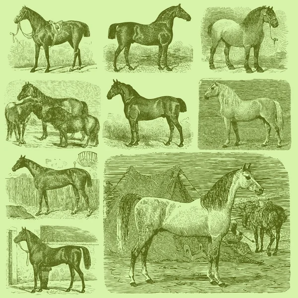 Set van 9 vintage gegraveerde paarden — Stockvector