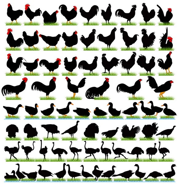 77 Bauernhofvögel detaillierte Silhouetten gesetzt — Stockvektor