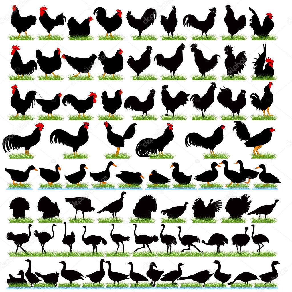 77 Farm Birds Detailed Silhouettes Set