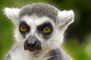 Lemur catta portre
