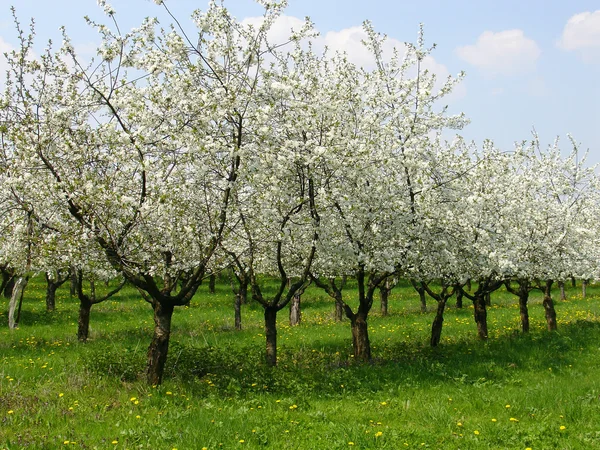 Pomar de cereja de primavera 1 — Fotografia de Stock