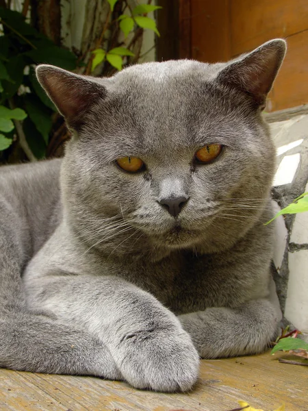 Kater portret Rechtenvrije Stockafbeeldingen