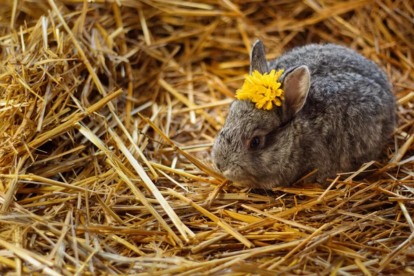 Сірий Кролик Квіткою Жовтому Сіні Милий Великодній Кролик Копіювати Простір — стокове фото