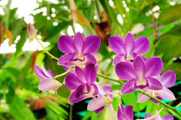 Vackra lila orkidé, vanda — Stockfoto