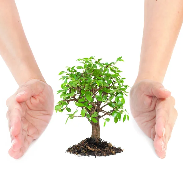 Ruce malý strom — Stock fotografie