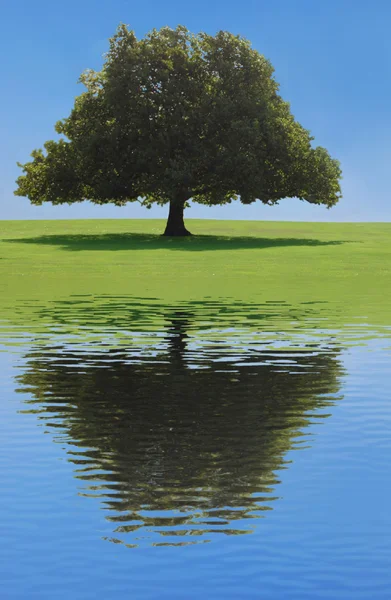 Tree reflection — Stock Photo, Image