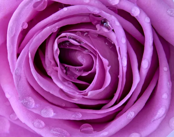 Fioletowy zbliżenie róża — Zdjęcie stockowe