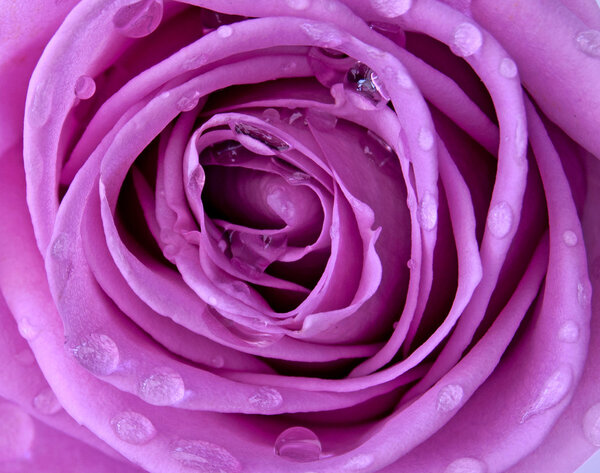 Purple rose closeup