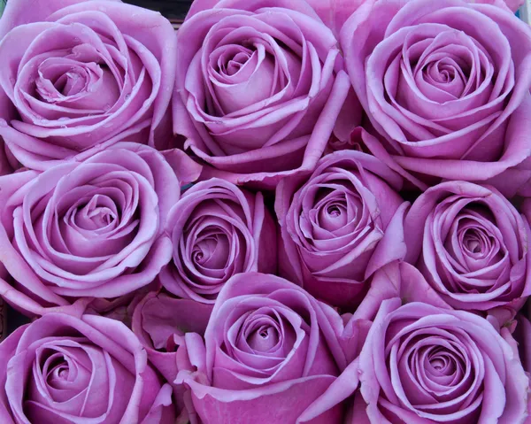 Roses violettes — Photo