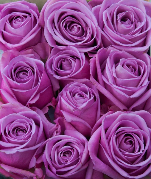 Фиолетовые розы — стоковое фото