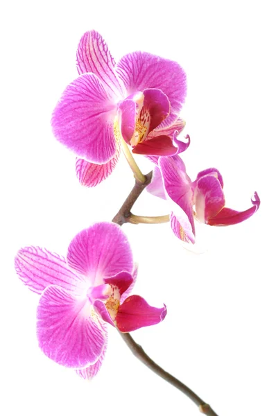 Orquídeas — Fotografia de Stock