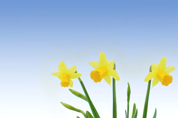 Spring daffodils — Stock Photo, Image