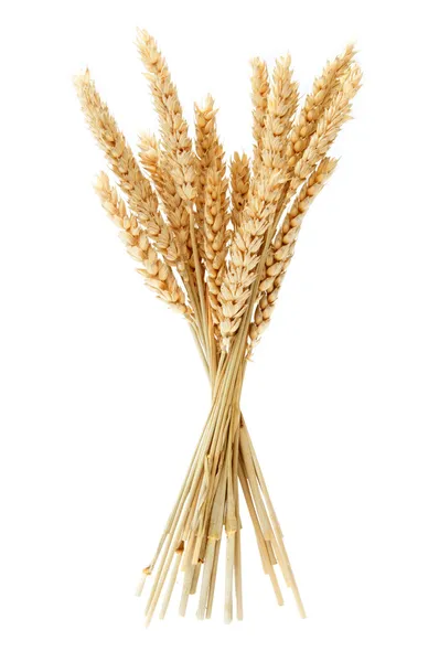 Wheat — Stock Photo, Image