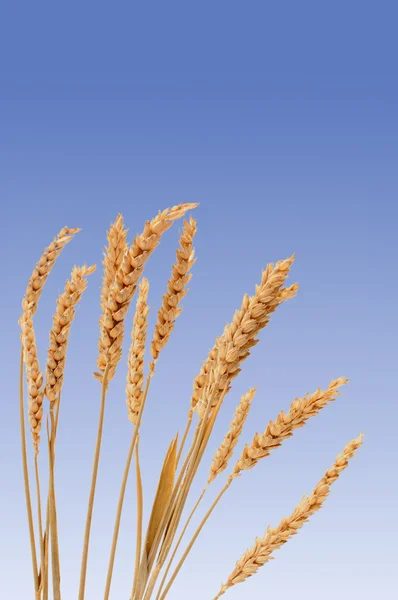 Wheat — Stock Photo, Image