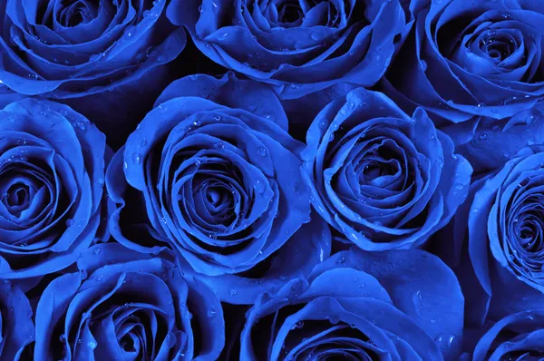 Blue roses — Stock Photo, Image