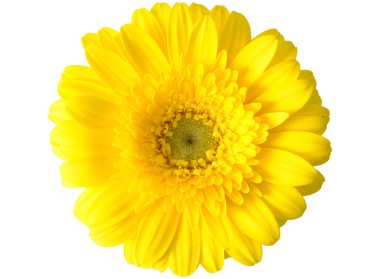 Bahar papatya 