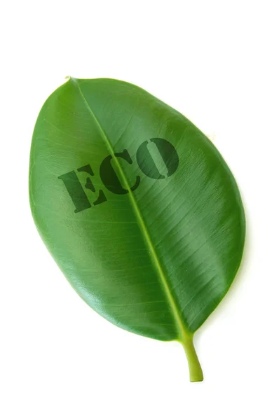 Эко, напечатанное на листке — стоковое фото