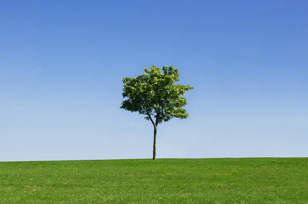 Tree in a field — Stock Photo, Image