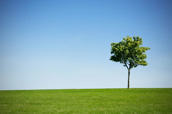 나무와 잔디 — 스톡 사진