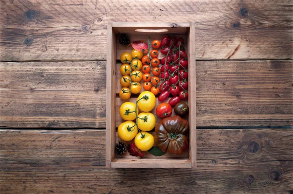 Caixa Madeira Com Seleção Colorida Tomates Variedades Variadas Incluindo Borange — Fotografia de Stock