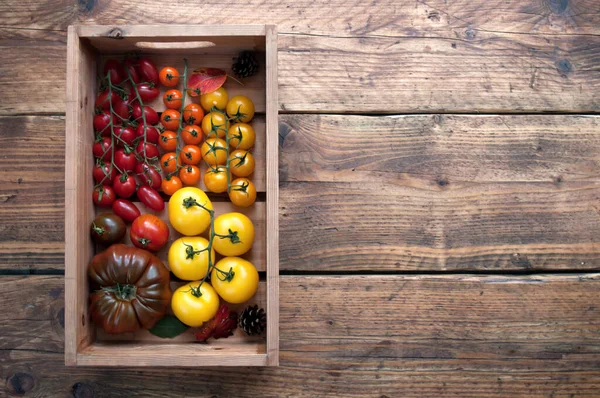 Schachtel Mit Frisch Geernteten Historischen Tomaten Einschließlich Erbstück Und Beorange — Stockfoto