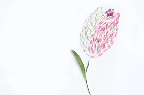 Blanco Rosa Pétalos Flores Moradas Forma Tulipán Primaveral — Foto de Stock
