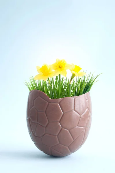 Œuf Pâques Chocolat Ouvert Avec Jonquilles Printemps — Photo