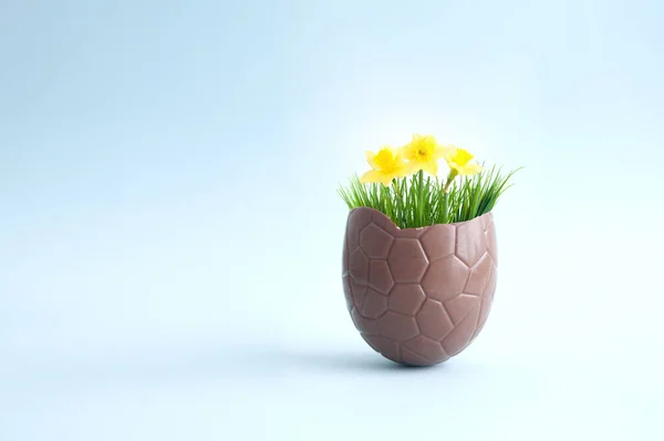 Open Chocolate Easter Egg Spring Growth Daffodils — Stock Photo, Image