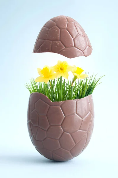Otevřené Čokoládové Velikonoční Vejce Jarní Prasklinou Květin Rostoucích Uvnitř — Stock fotografie