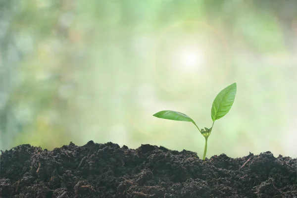 Seedling Growing Earth — Stockfoto