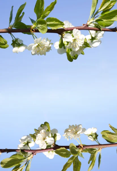 Maçã árvore primavera — Fotografia de Stock