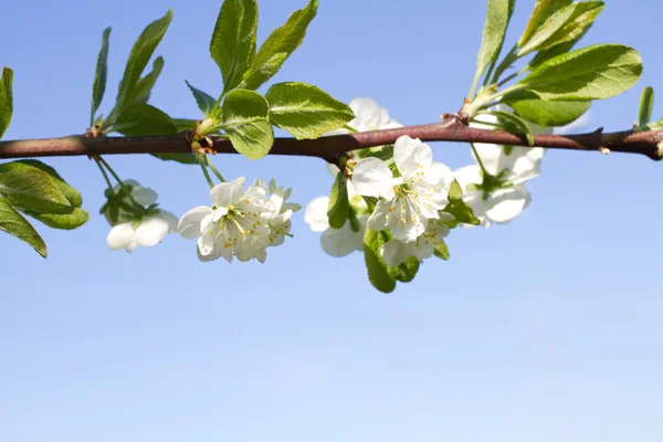 Floração de macieiras — Fotografia de Stock