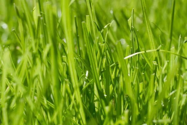 Güzel yeşil çimen, close up — Stok fotoğraf