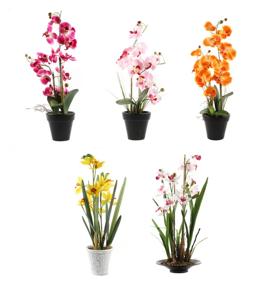 Various orchids in pots isolated on a white background — Stock Photo, Image