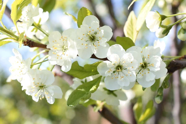 Flowering of apple trees — Stock Photo, Image