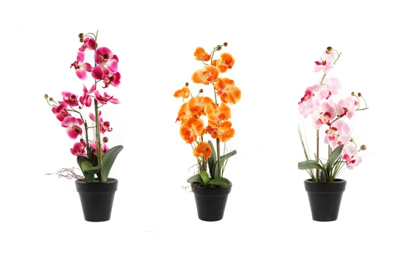 Varias orquídeas en macetas aisladas sobre un fondo blanco — Foto de Stock