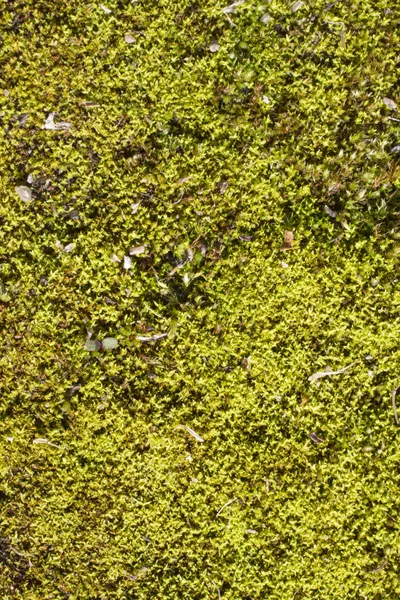Fond de mousse verte — Photo