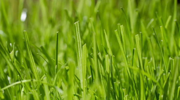 Beautiful green grass, close up — Stock Photo, Image