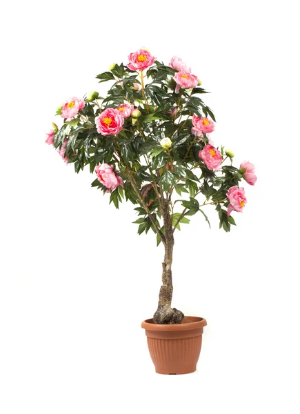 Rosa albero in un vaso su sfondo bianco — Foto Stock