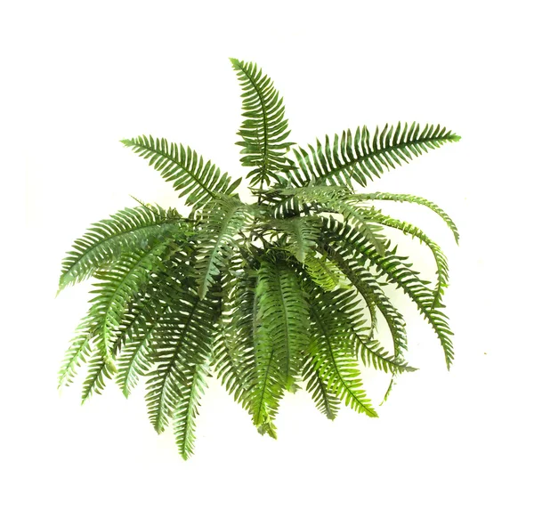 Groene fern op witte achtergrond — Stockfoto