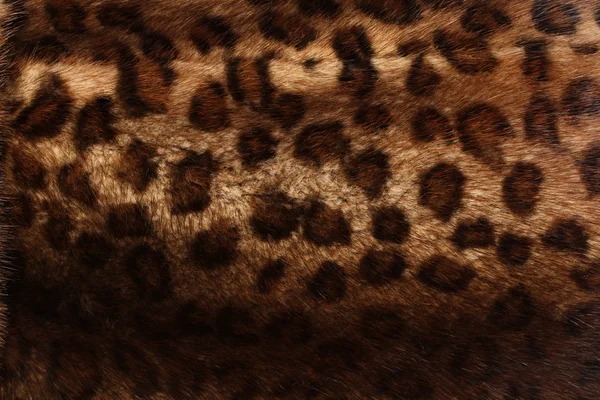 Fondo de piel de leopardo — Foto de Stock