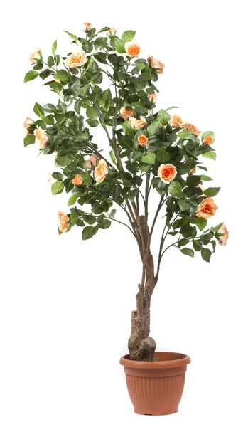 Rose tree in a pot on white background — Stock Photo, Image