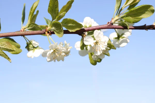 Flowering of apple trees — Stock Photo, Image