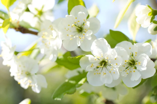 Flowering of apple trees — Stock Photo, Image