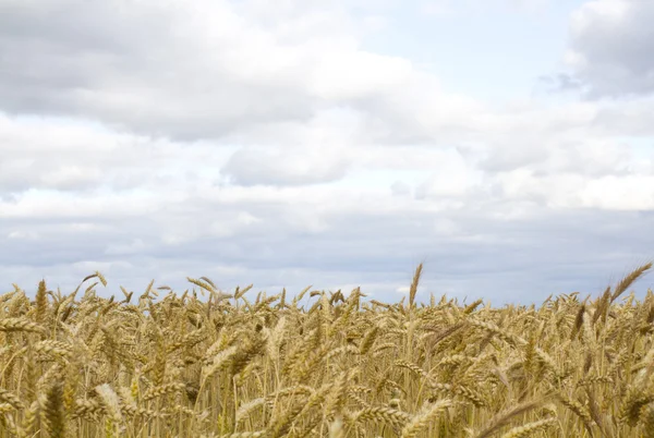 Altın buğday tarlası ve mavi gökyüzü. — Stok fotoğraf