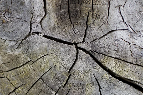 Дерево кольца и трещины фона — стоковое фото