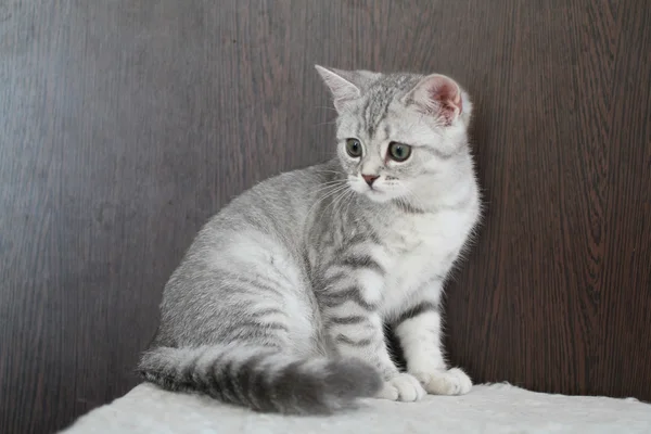 Güzellik küçük kedi. — Stok fotoğraf