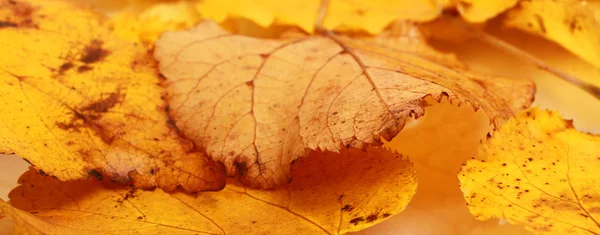 Feuilles d'érable d'automne fond — Photo